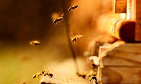 Ученые установили, что яд медоносных пчел уничтожает раковые клетки