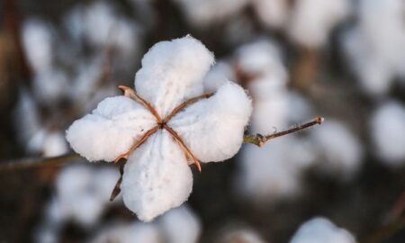 В Азербайджане появится новый продуктивный сорт хлопка из Пакистана