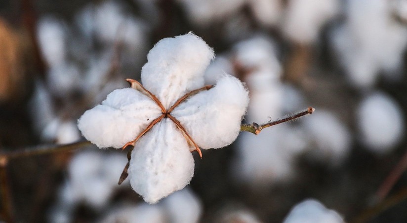 В Азербайджане появится новый продуктивный сорт хлопка из Пакистана